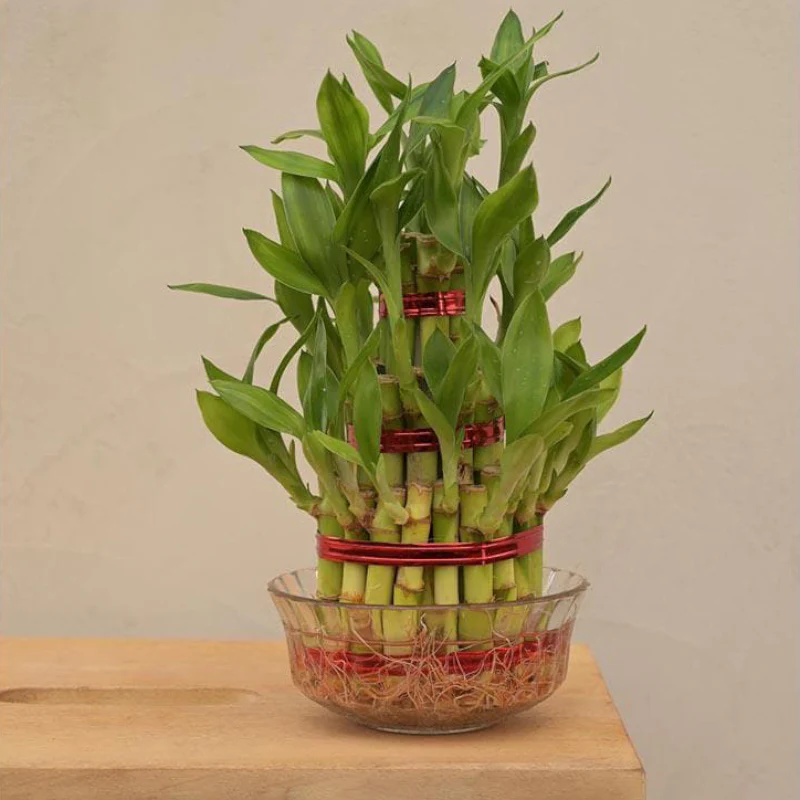 Lucky Bamboo (5 sticks)