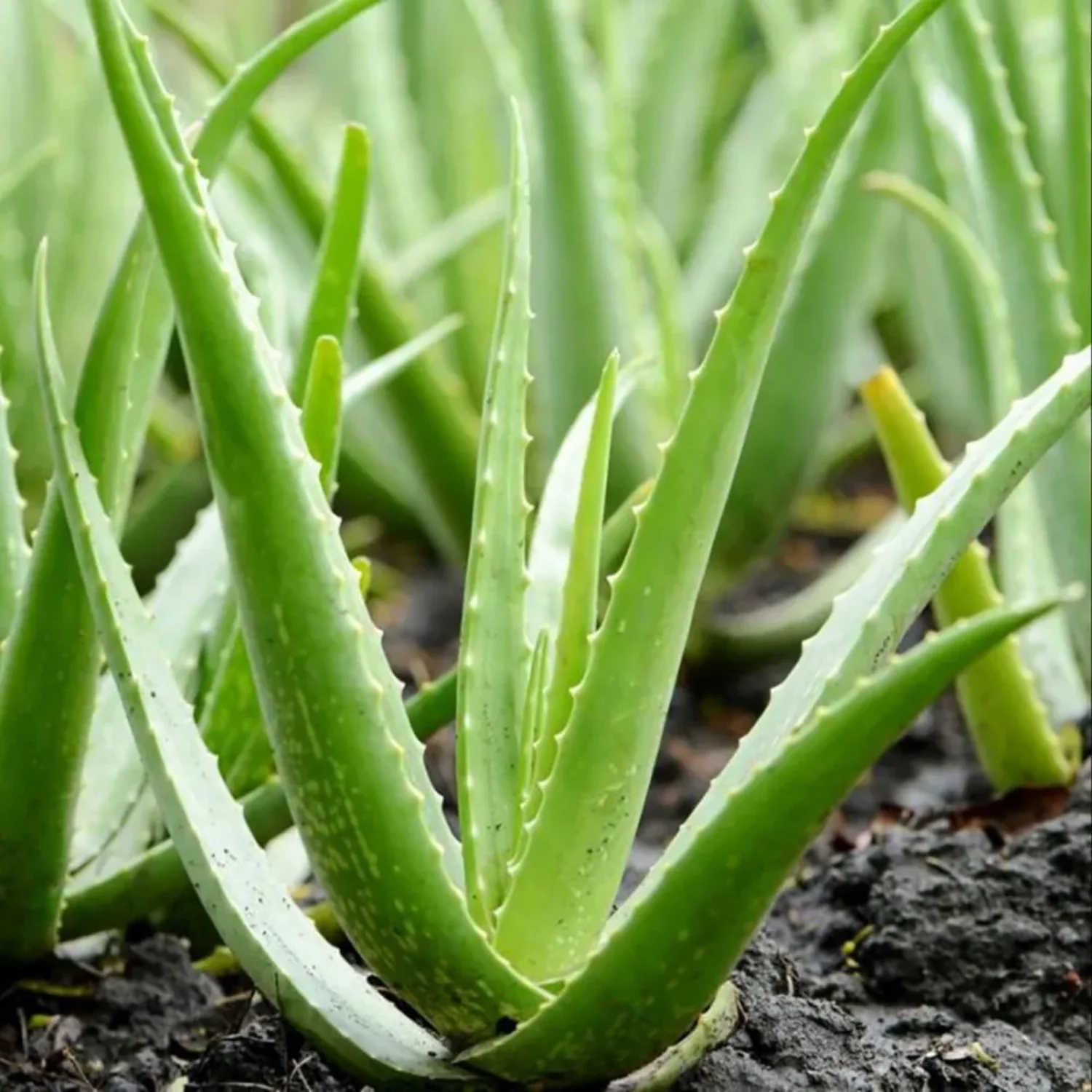 Aloe Vera (Large Pot)