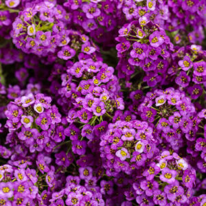 Alyssum Plant