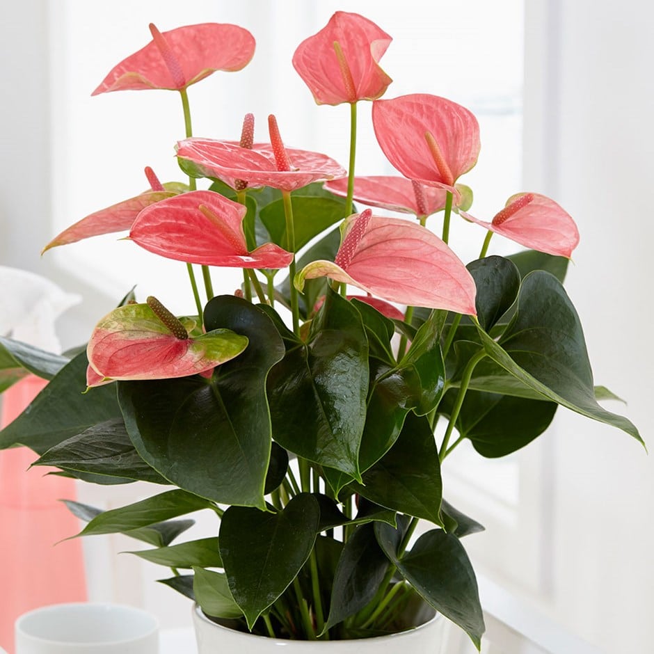 Anthurium Plant