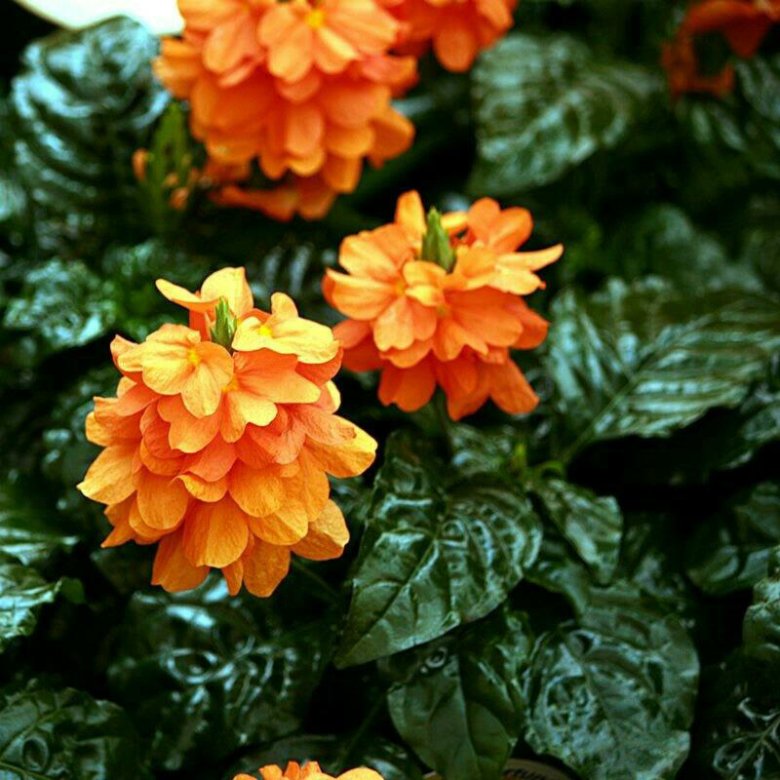 Crossandra Plant